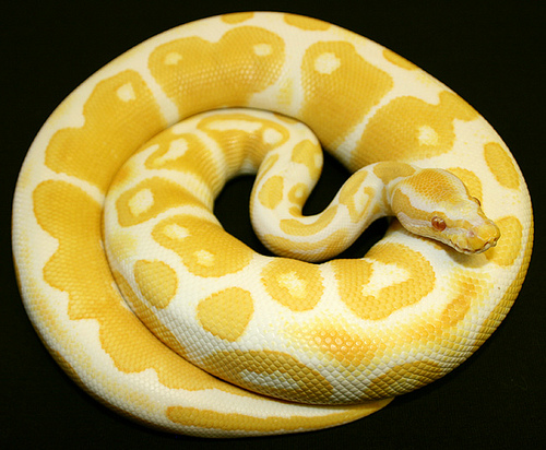 dictionaries in python snake